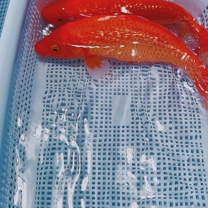 海水鱼锦鲤观赏鱼