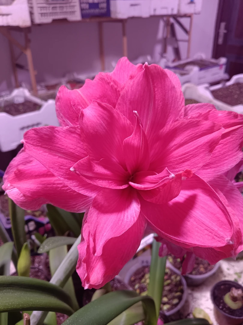 朱顶红糖果仙女4厘米+