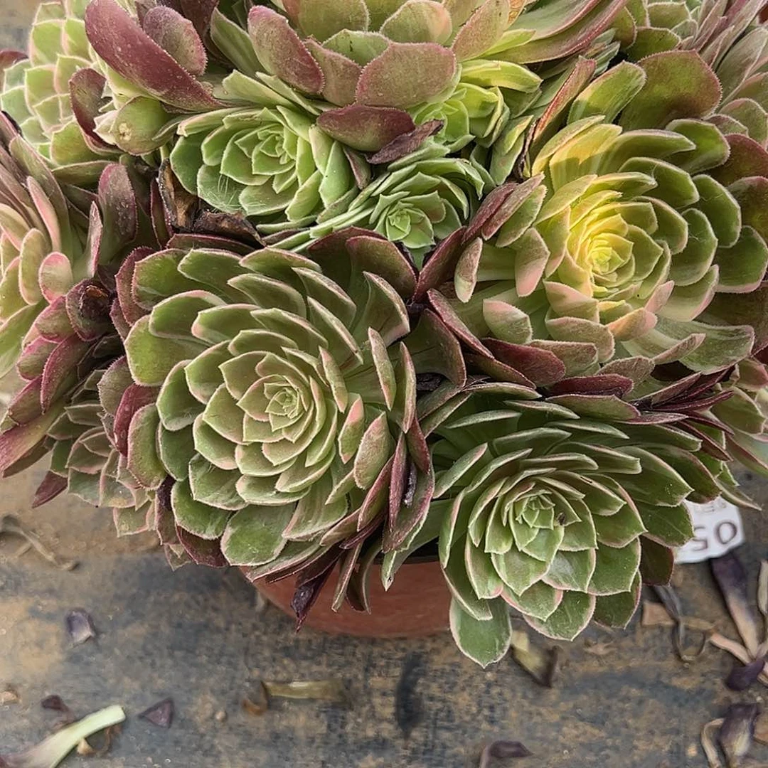 6.17.3万花筒多肉植物1