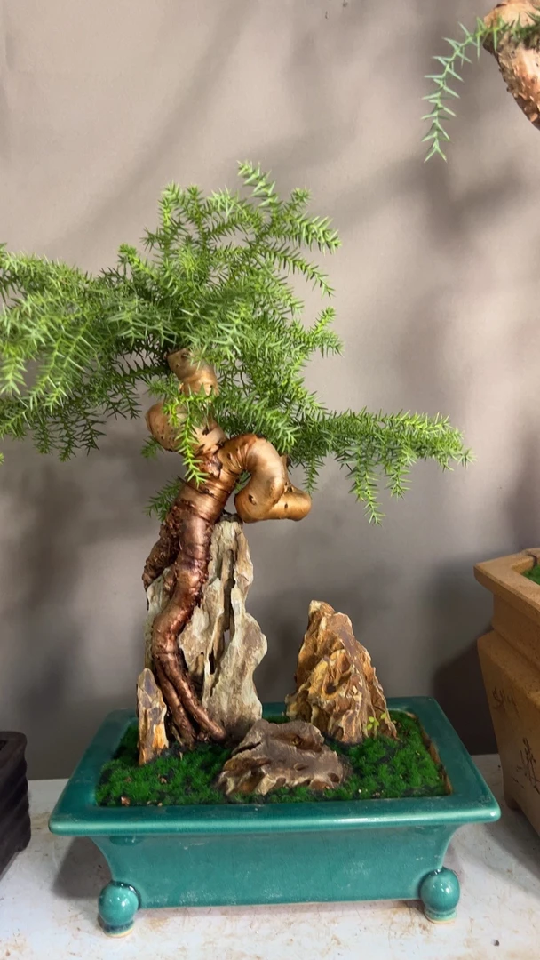 澳洲杉，一物一拍