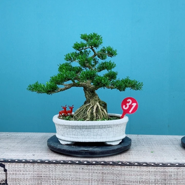 无花朵精品黄杨老桩