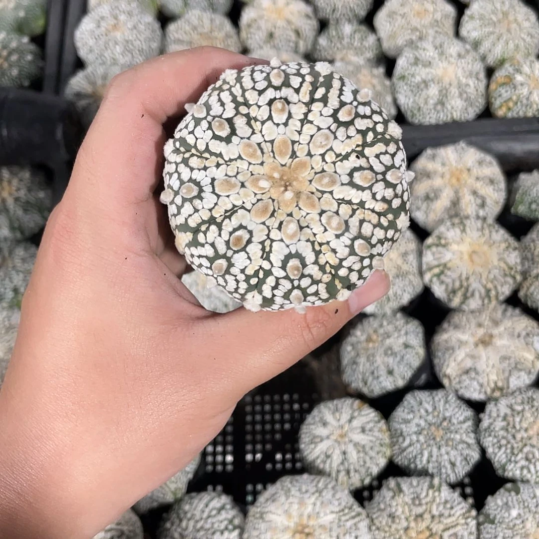 完全开放伟特价5 18