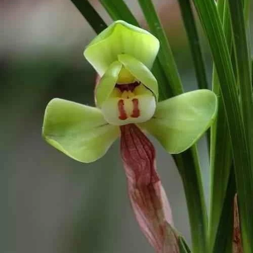 室内绿植春兰大富贵兰花苗盆栽易养花卉