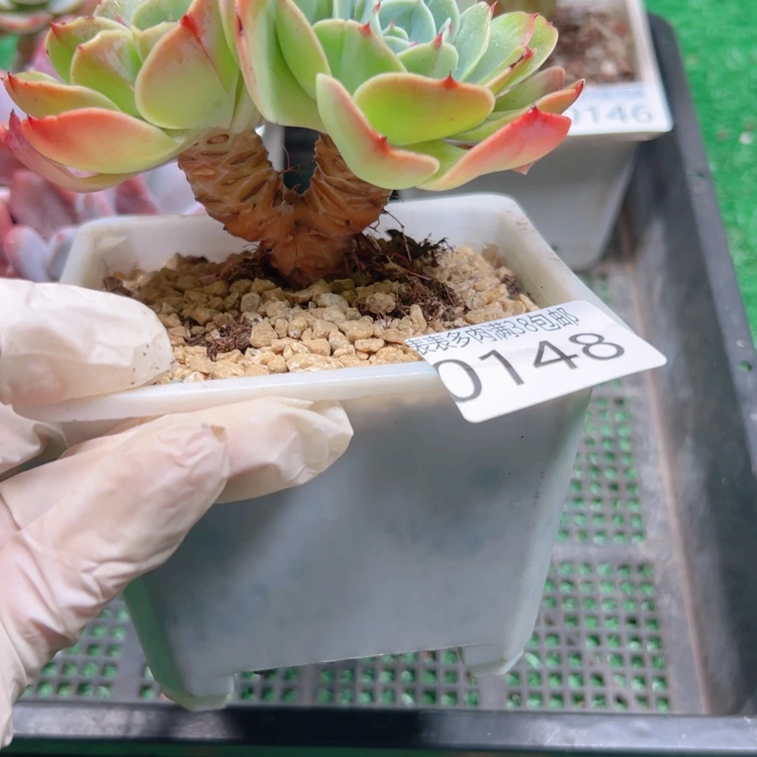 多肉一物一拍植物0148