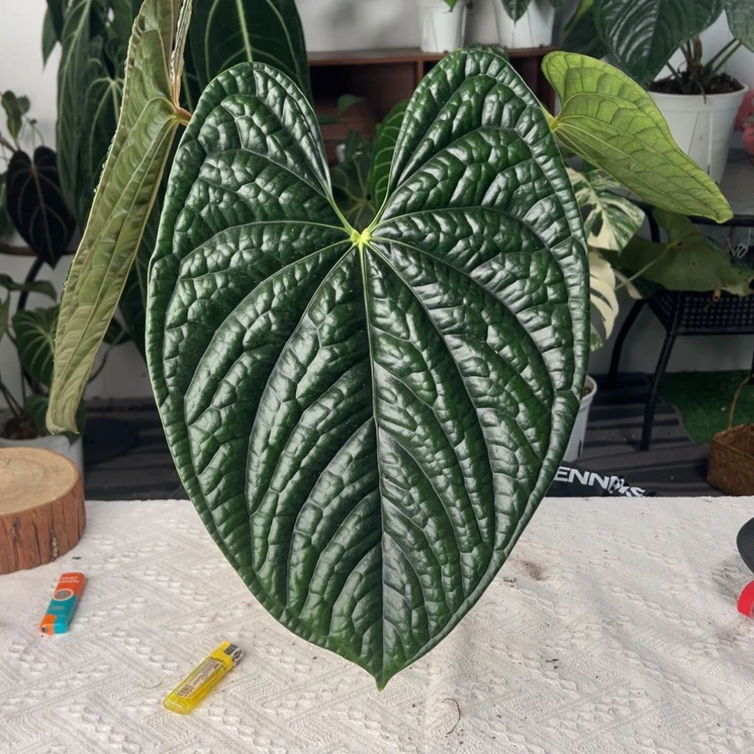 完全开放南美进口大黑奢