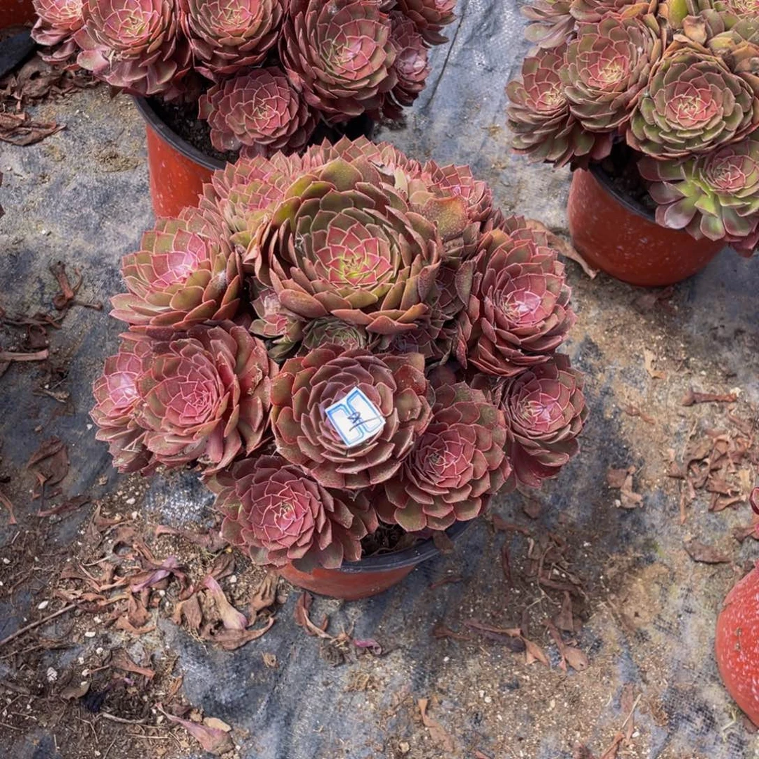 小***）10鲜花老桩红黁鲜花