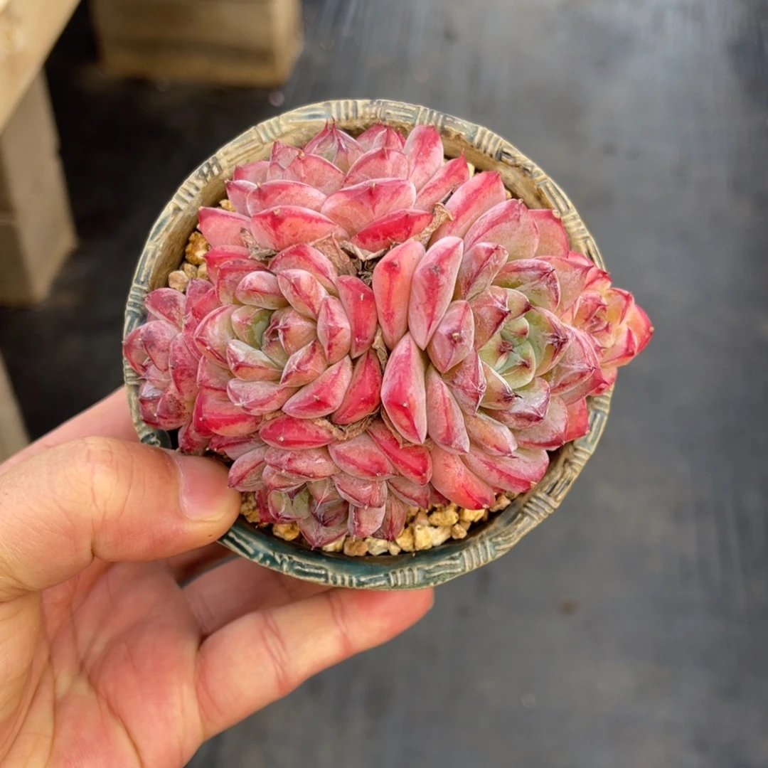 金边佳人一物一拍