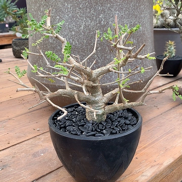 212尼勒达哈哈哈哈哈哈