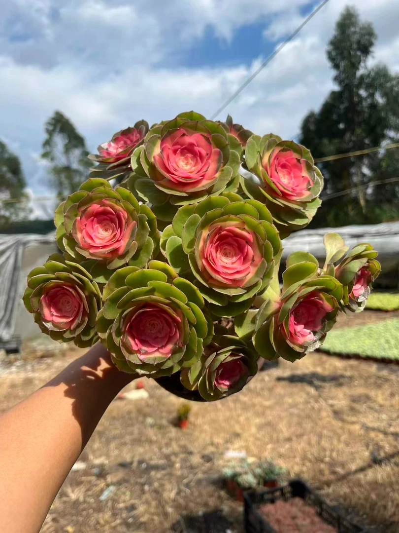 玫瑰法师 多肉植物绿植  鲜花盆栽基地 源头栽种易活