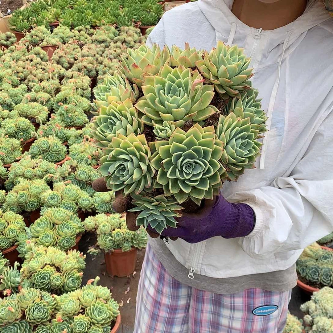 多肉植物推荐三色堇18.8