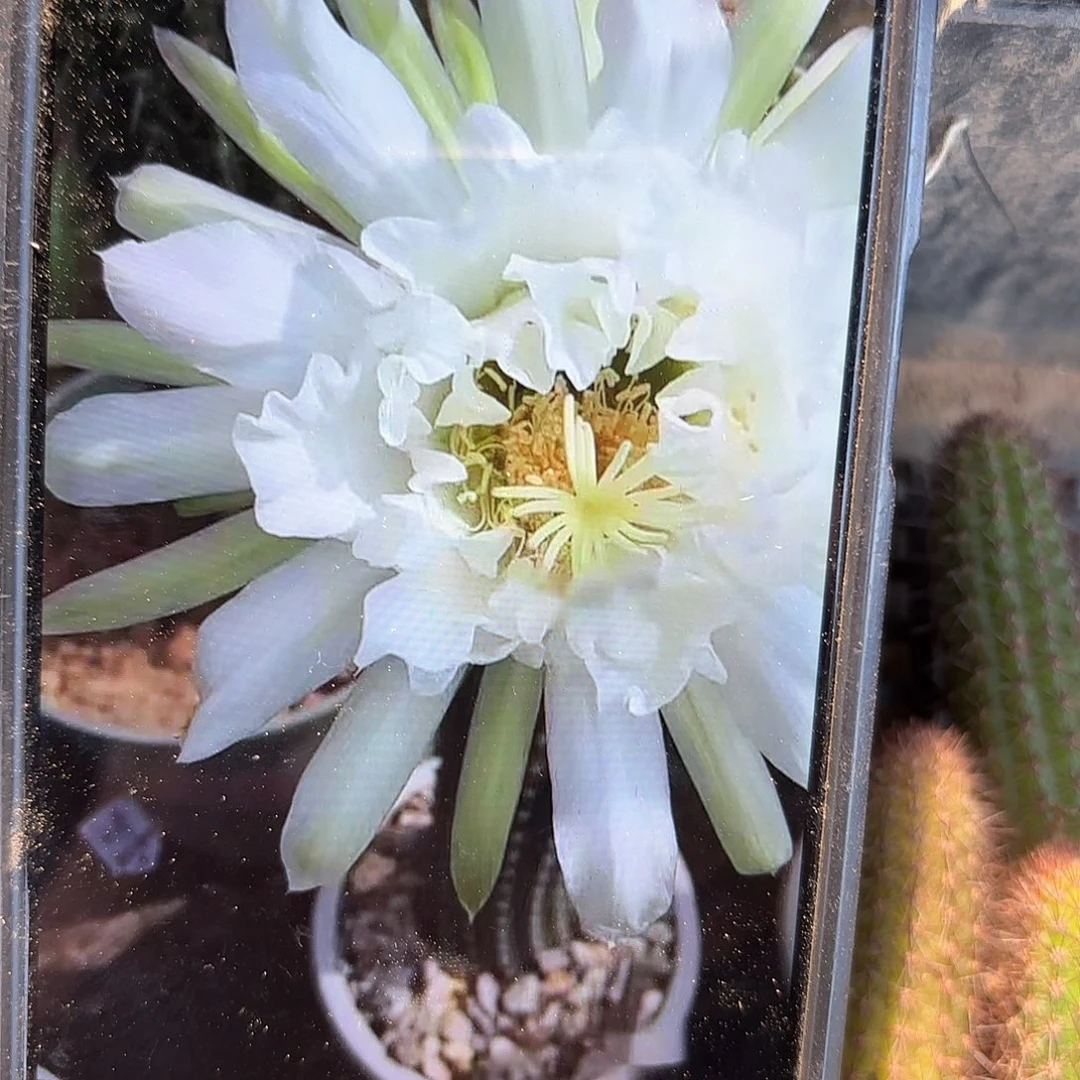 鹦鹉花侧牙混品仙人球瑕痴无售后6