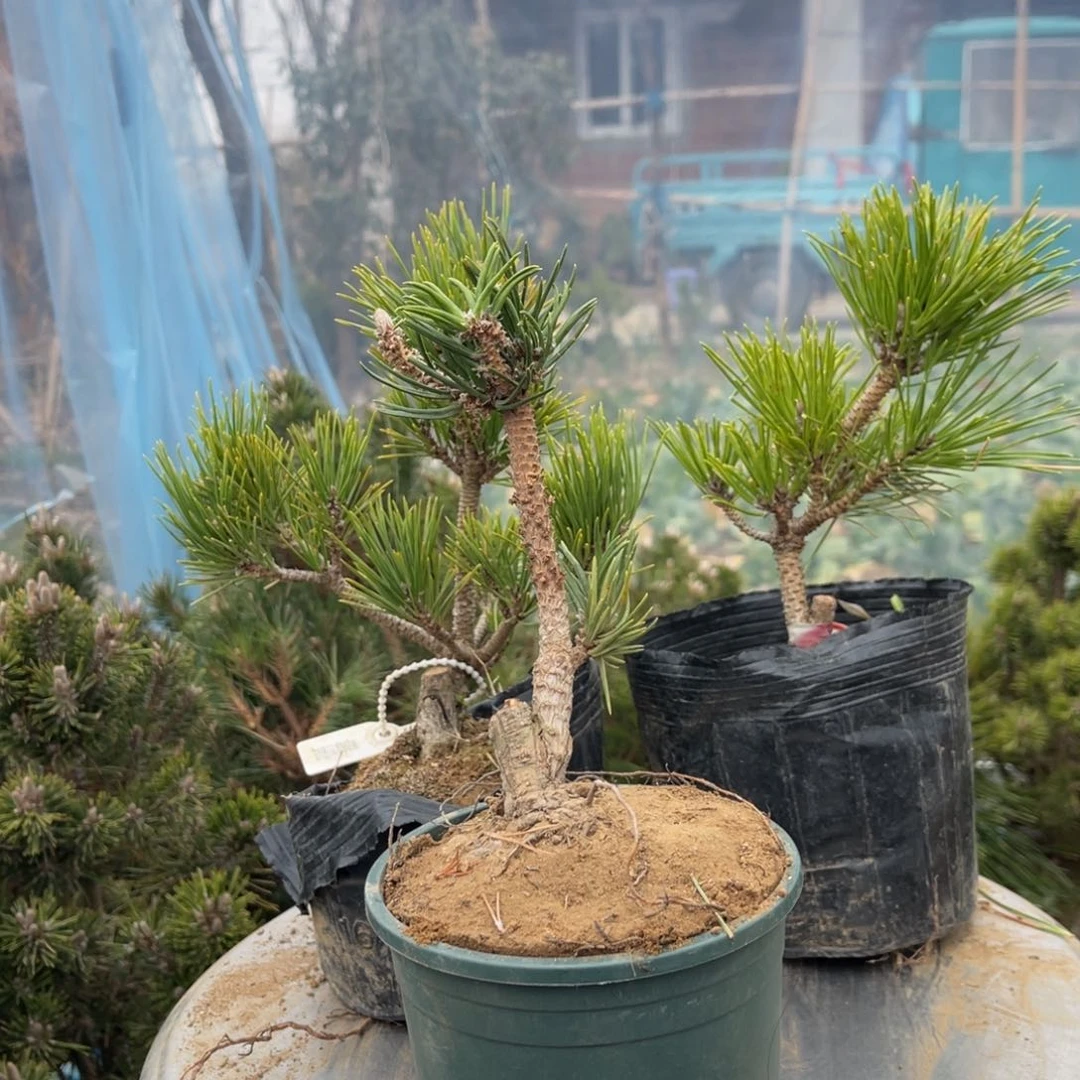 心**叔一颗寸稍20链接