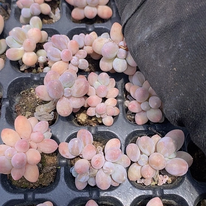82 多肉植物盆栽花卉