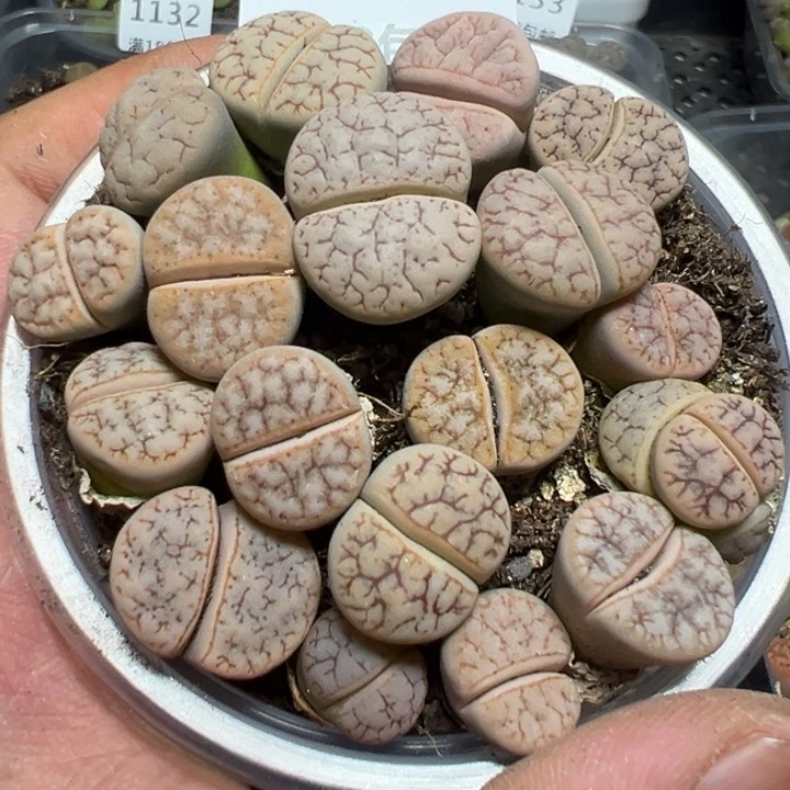 【闪购商品】 1140。