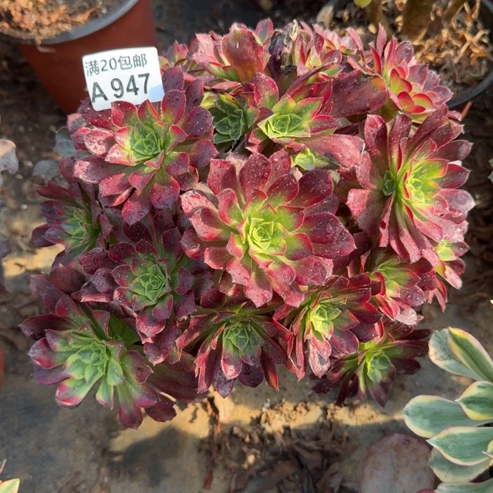 满20包邮，947安娜