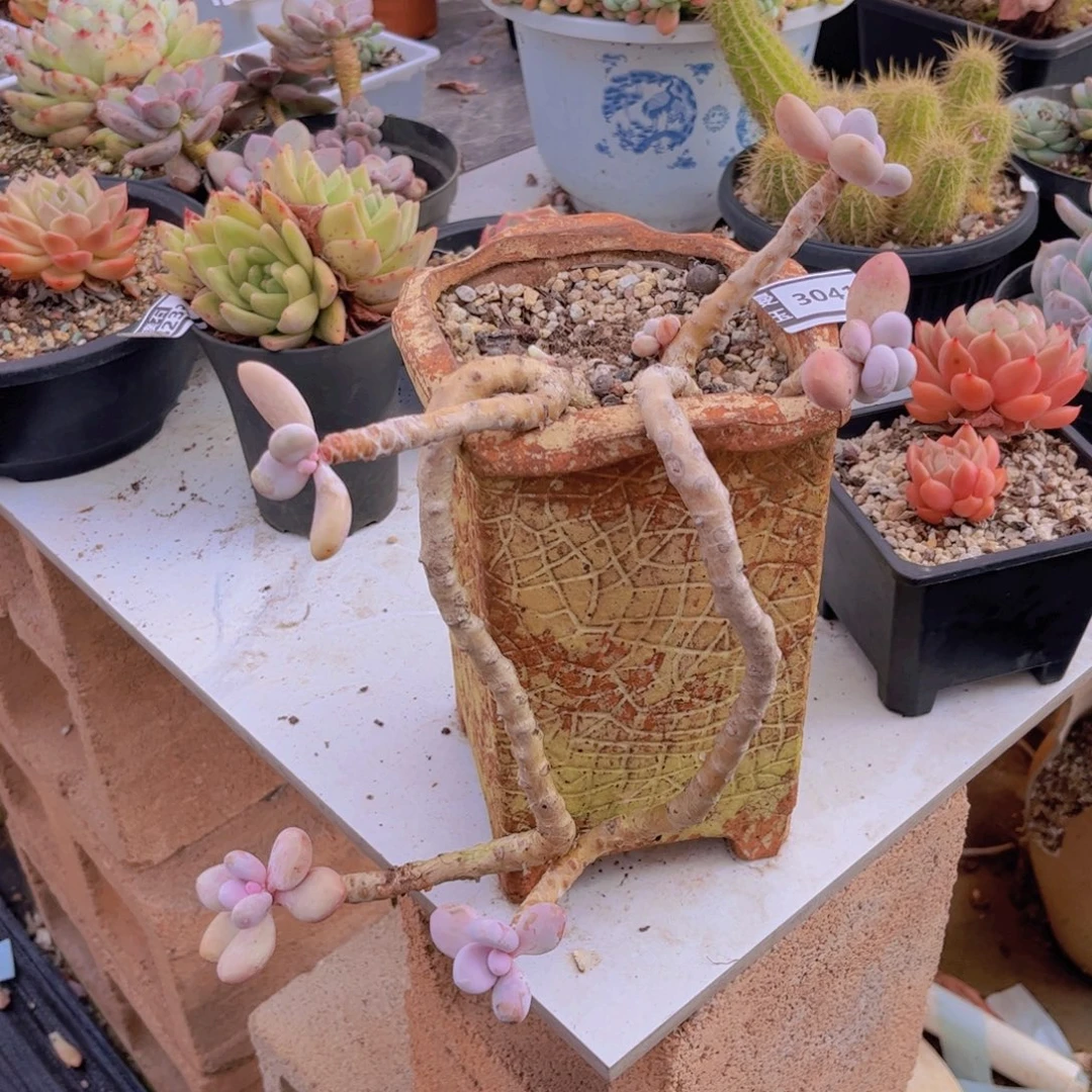 桃蛋多肉植物3041