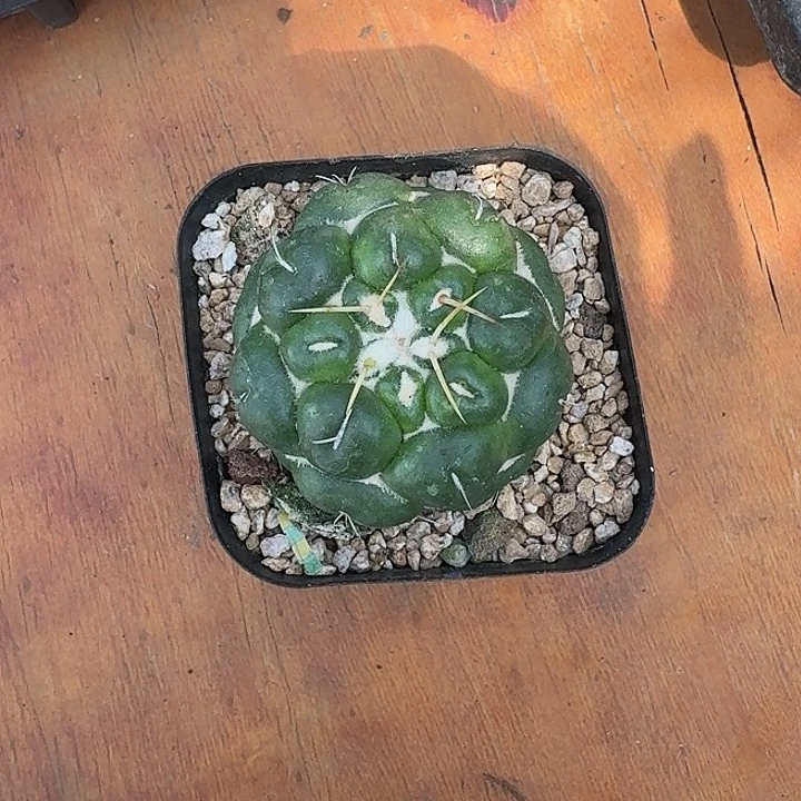 送****花无刺象牙仙人球223
