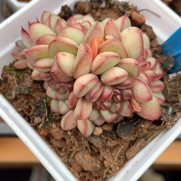 多肉植物珍妮896