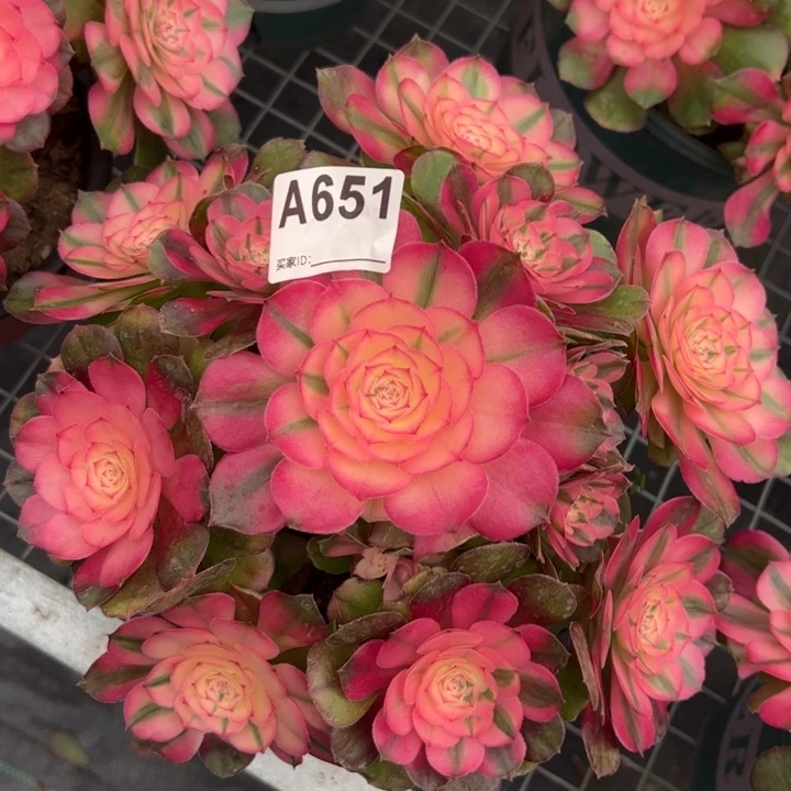 651荔枝23厘米左右