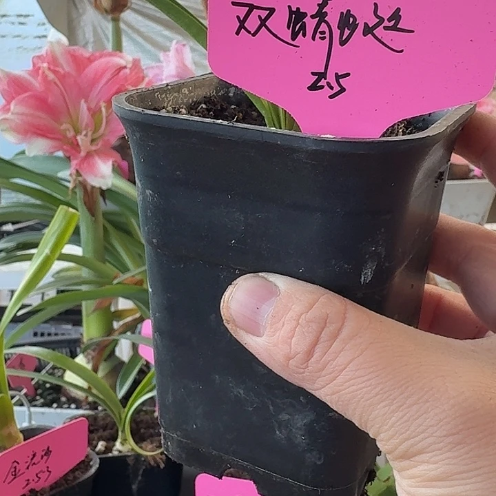 无花朵双蜻蜓朱顶红直径2.5