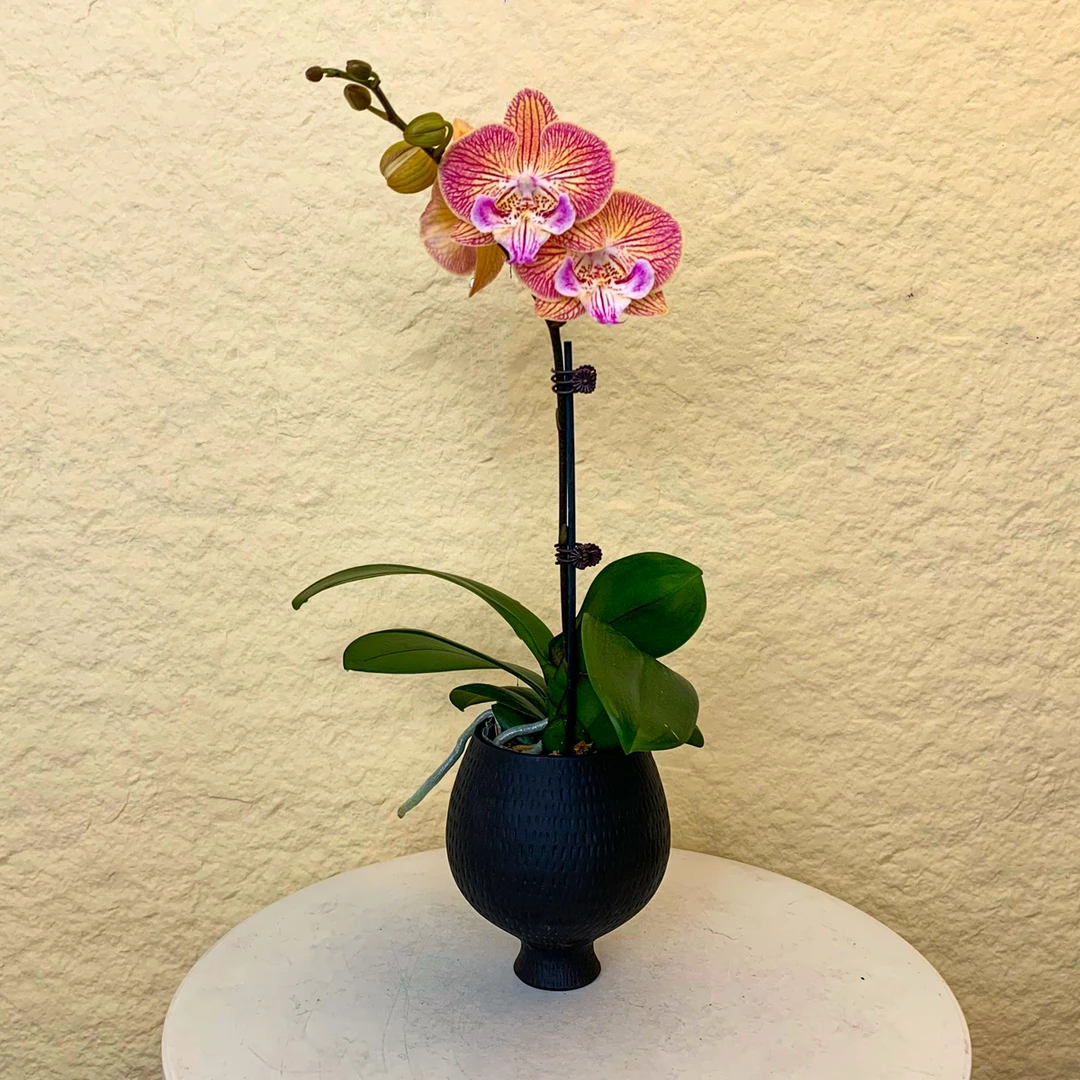 【金镂衣】稀有蝴蝶兰 大花舌 金红色系 高端桌面花卉盆栽