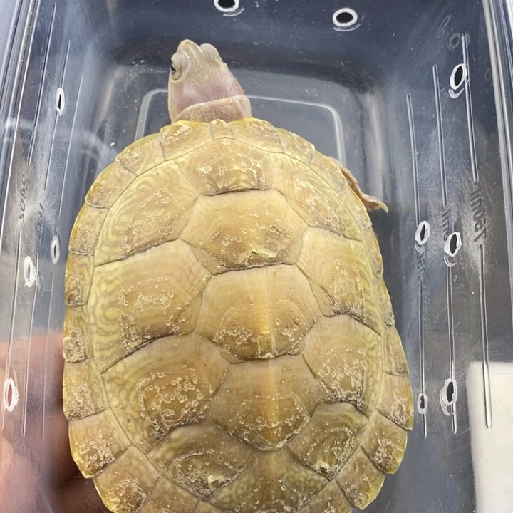 巴西彩龟母6666666