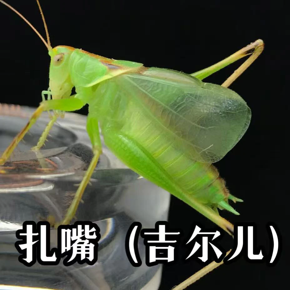 TIGER老虎科普好物·扎嘴2只