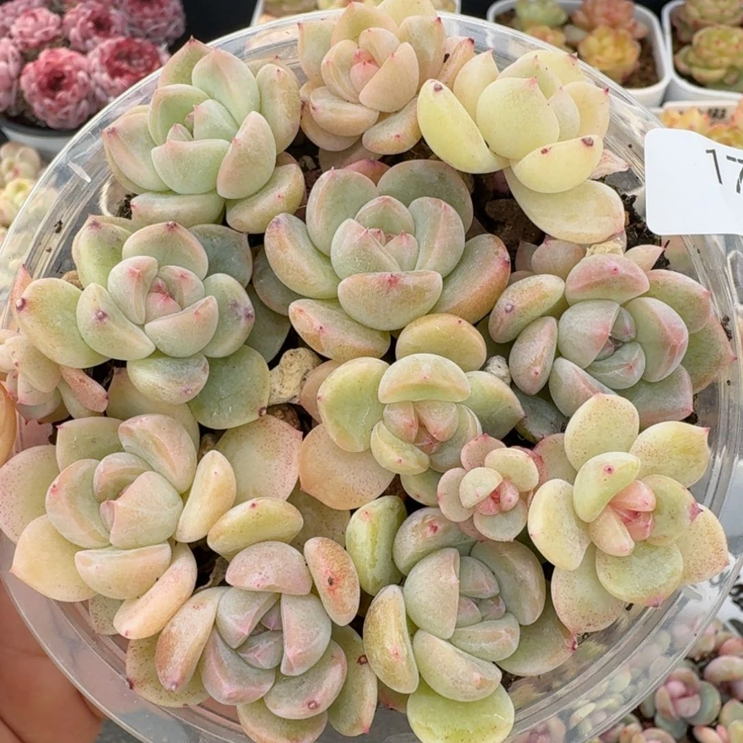 一物一拍一盒330-179