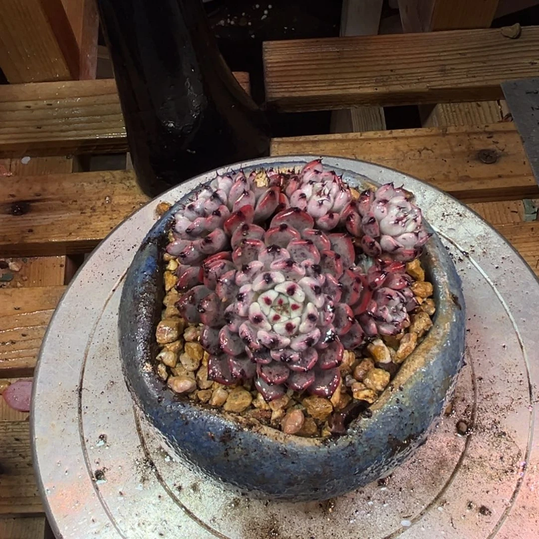 0007多肉植物ruyanv