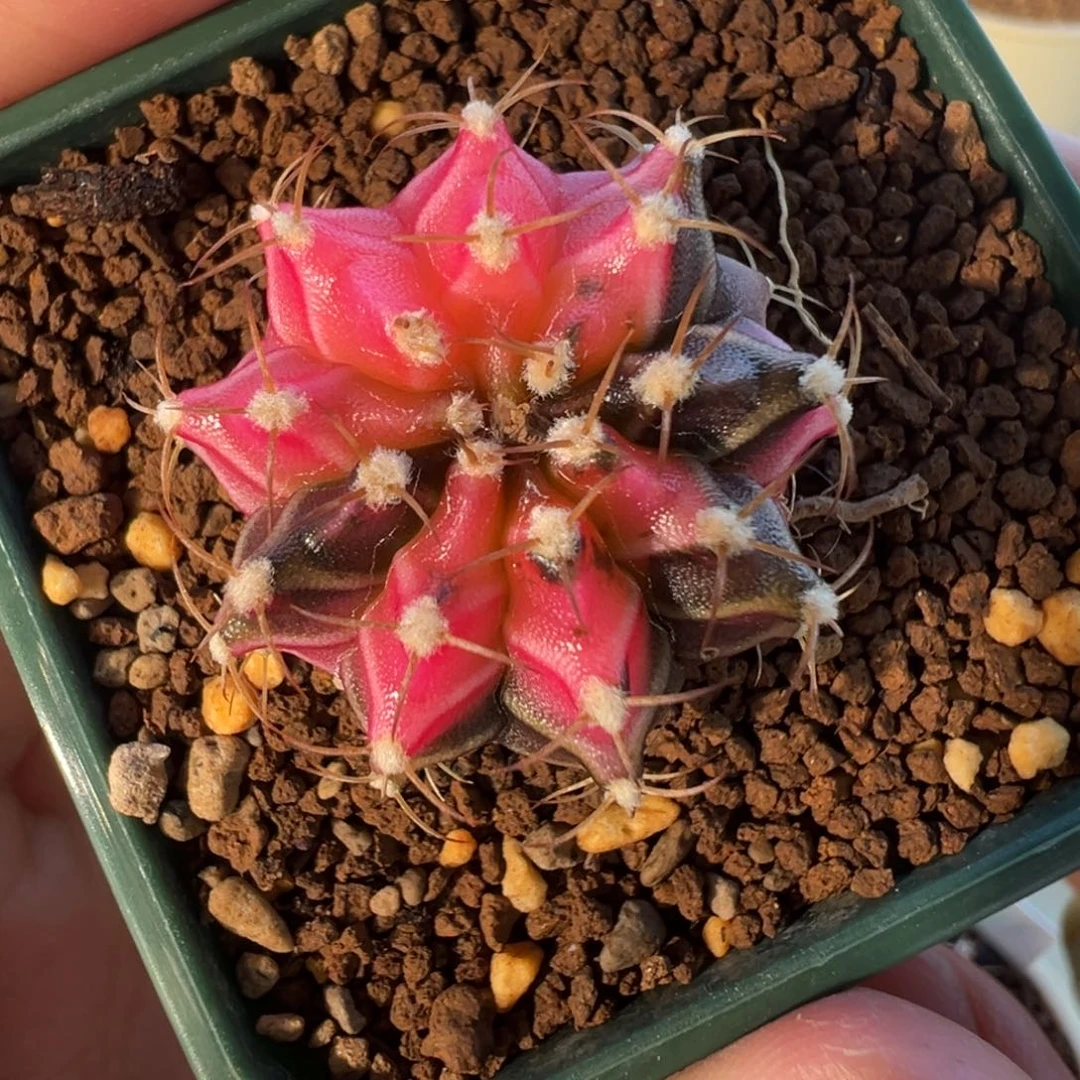 564 好看的米哈冲冲冲