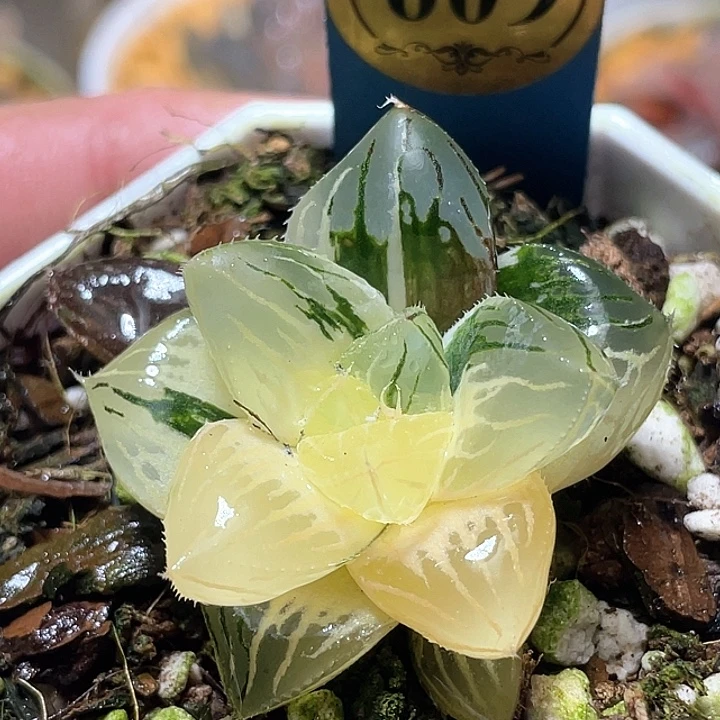 609大型玉露锦特选福利