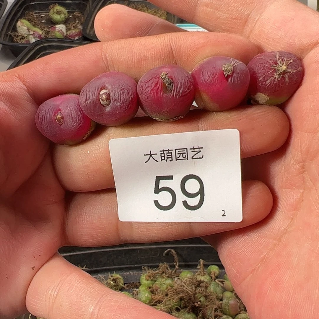 000059 一物一拍……