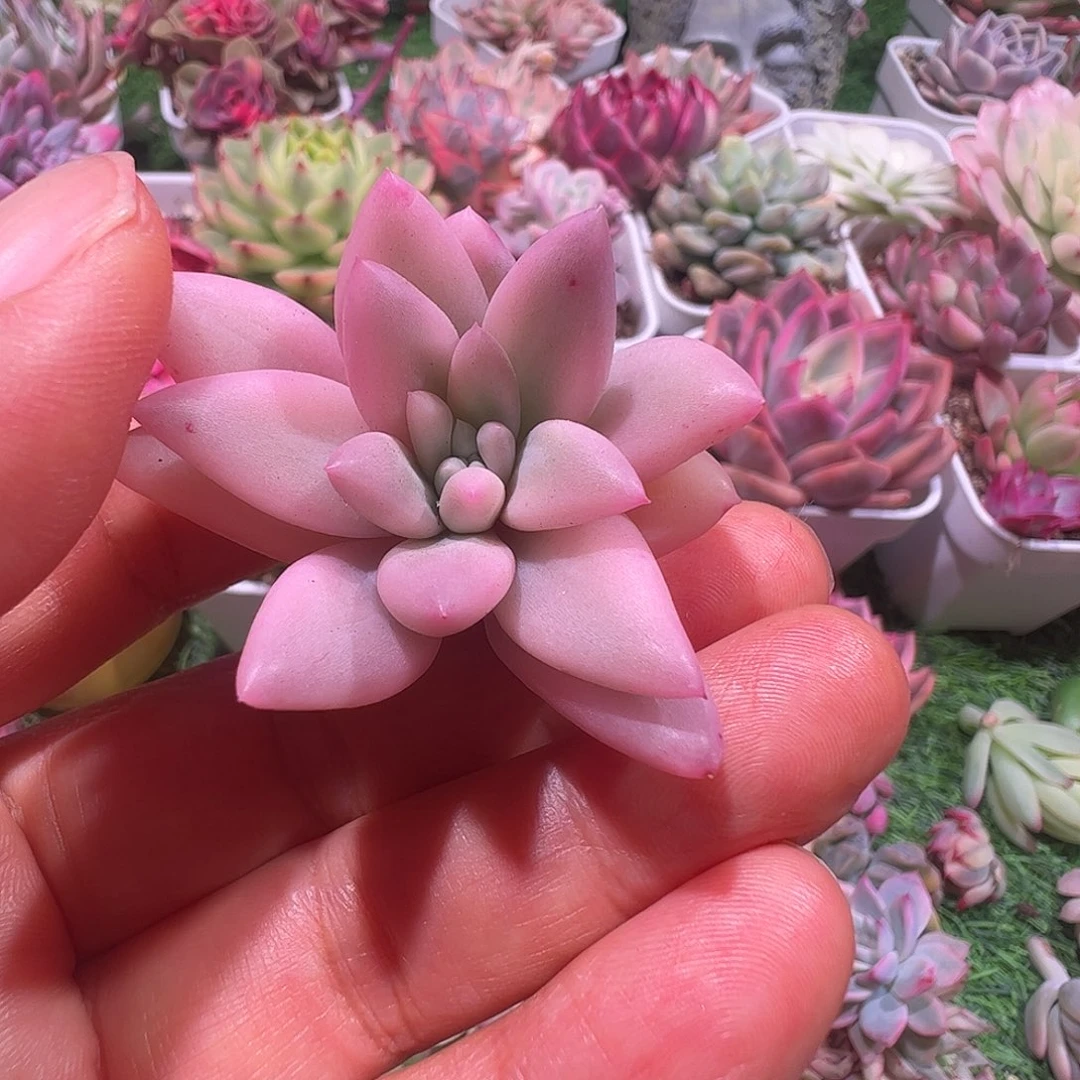 喜***乐多肉植物多肉植物