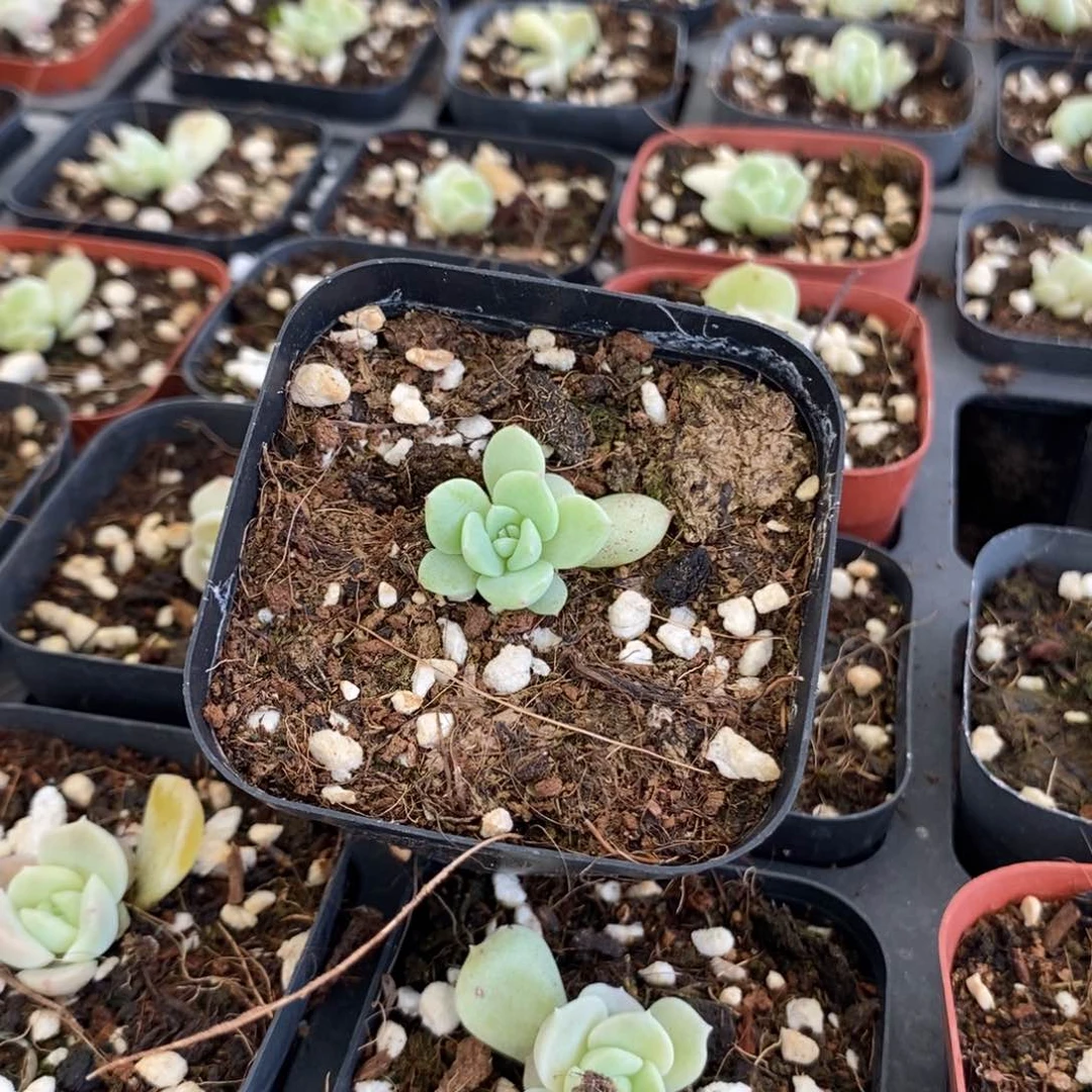 新栽的寒绯苗一个