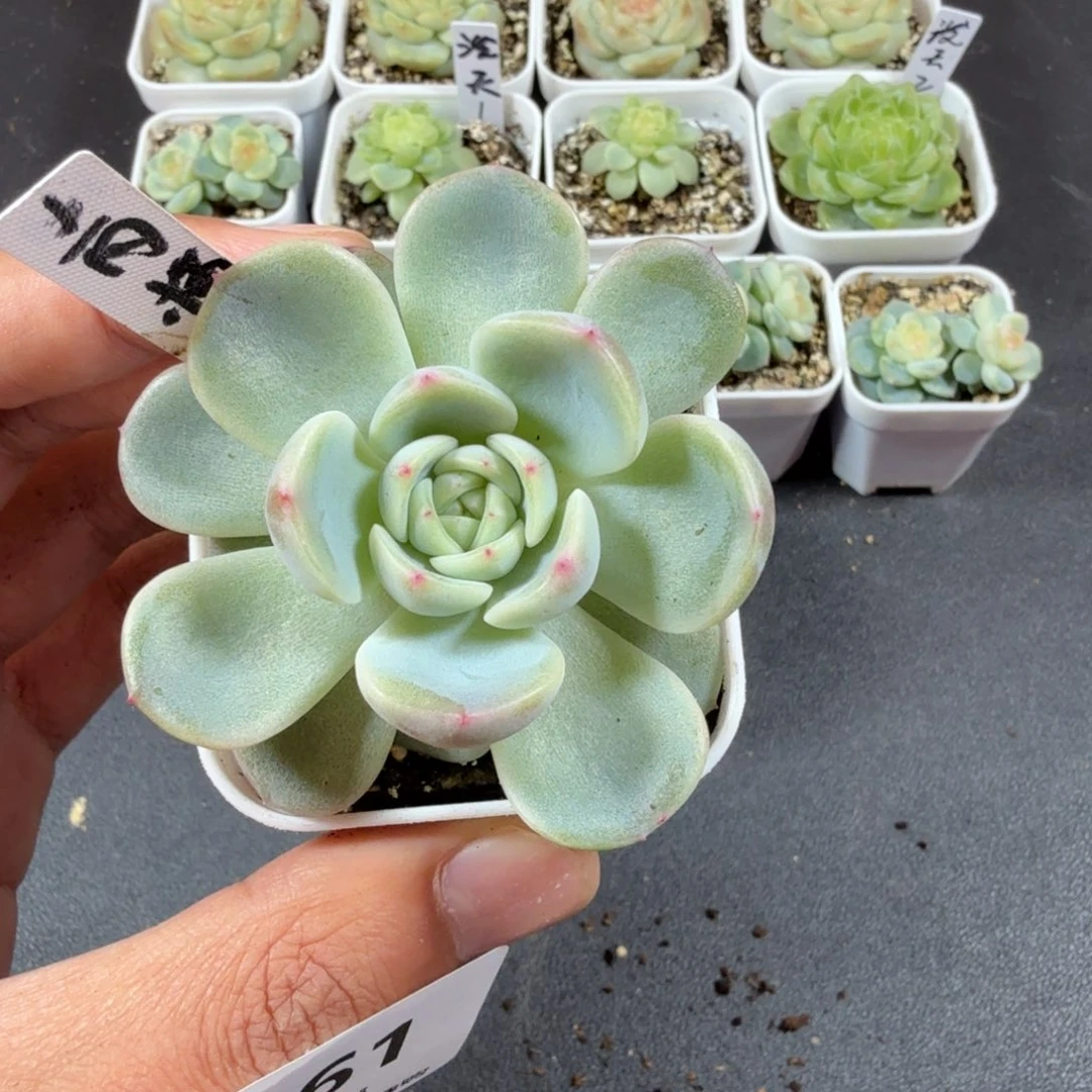 单头甜心青梅一物一拍061