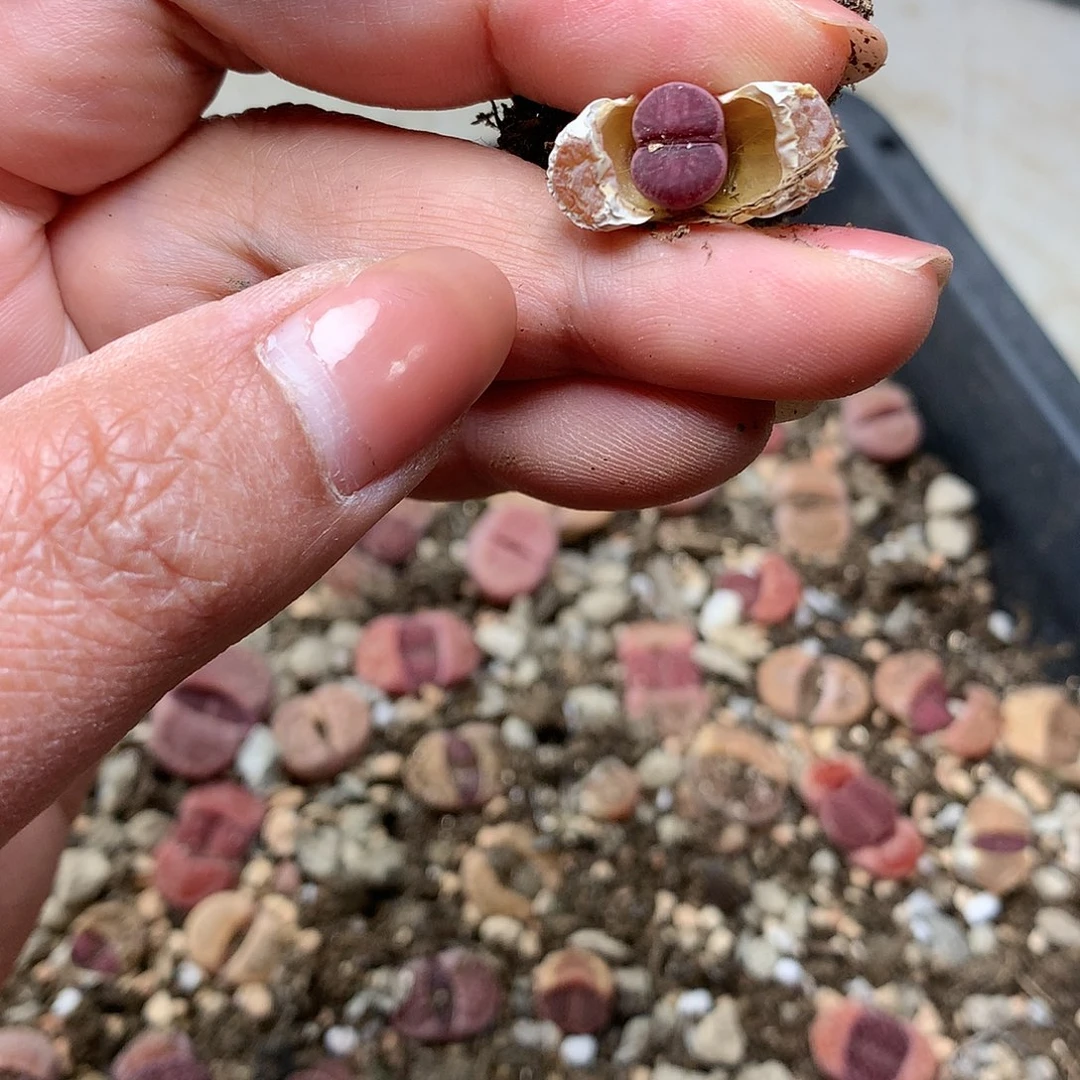 歆**愿W469多肉植物保护研究所