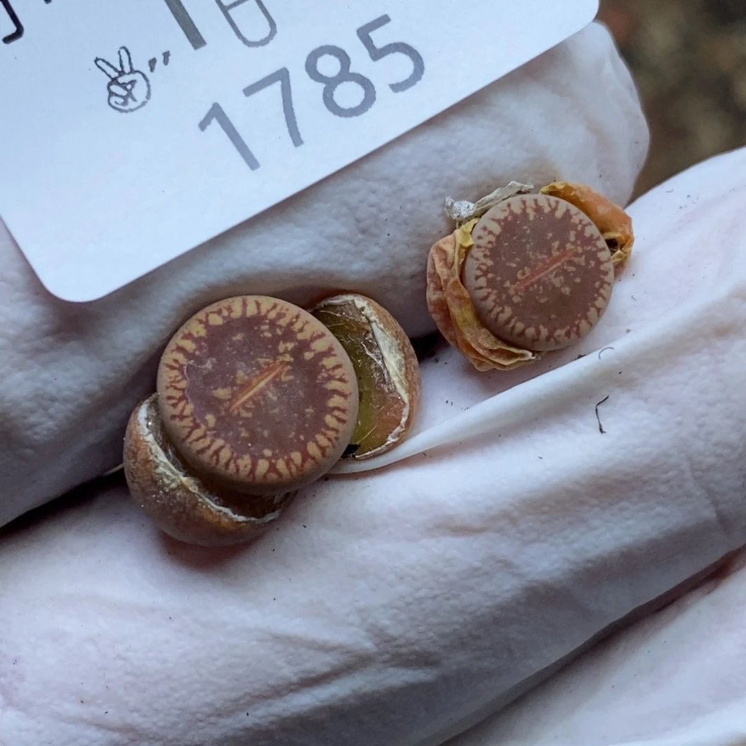 补*哇1785。零下拍保温.18包邮.当天凑哦