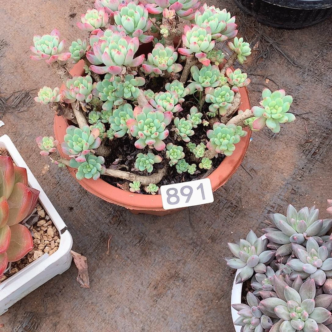 891蓝苹果 一物一拍多肉