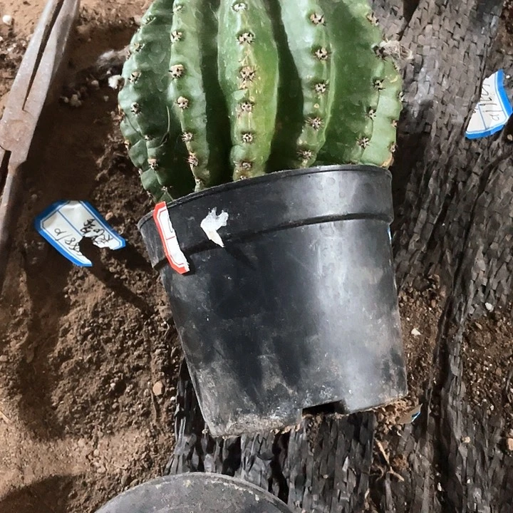 月*实生彩草1颗满18包邮