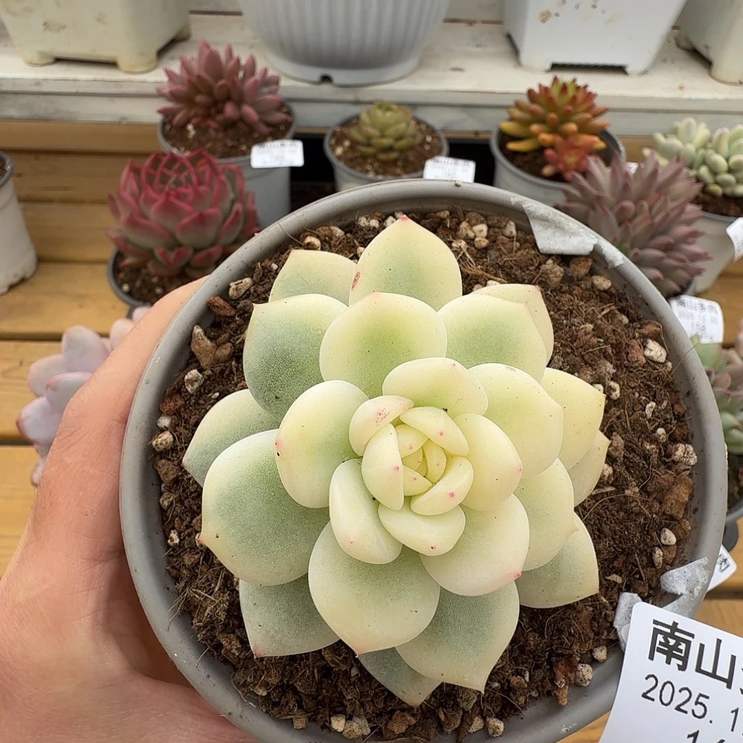 橙梦露宽锦1111220-160