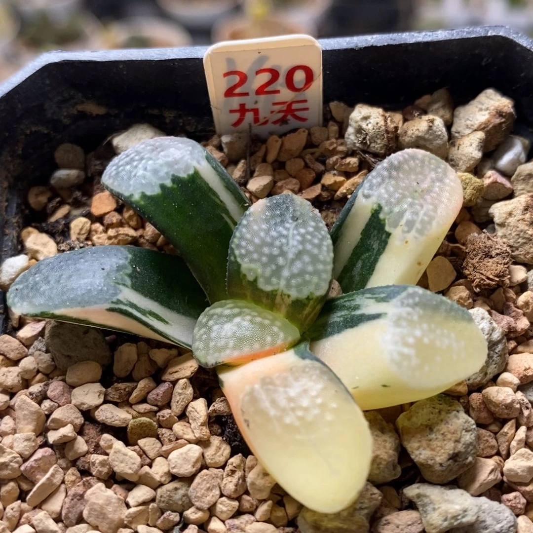 220号点点寿锦多肉
