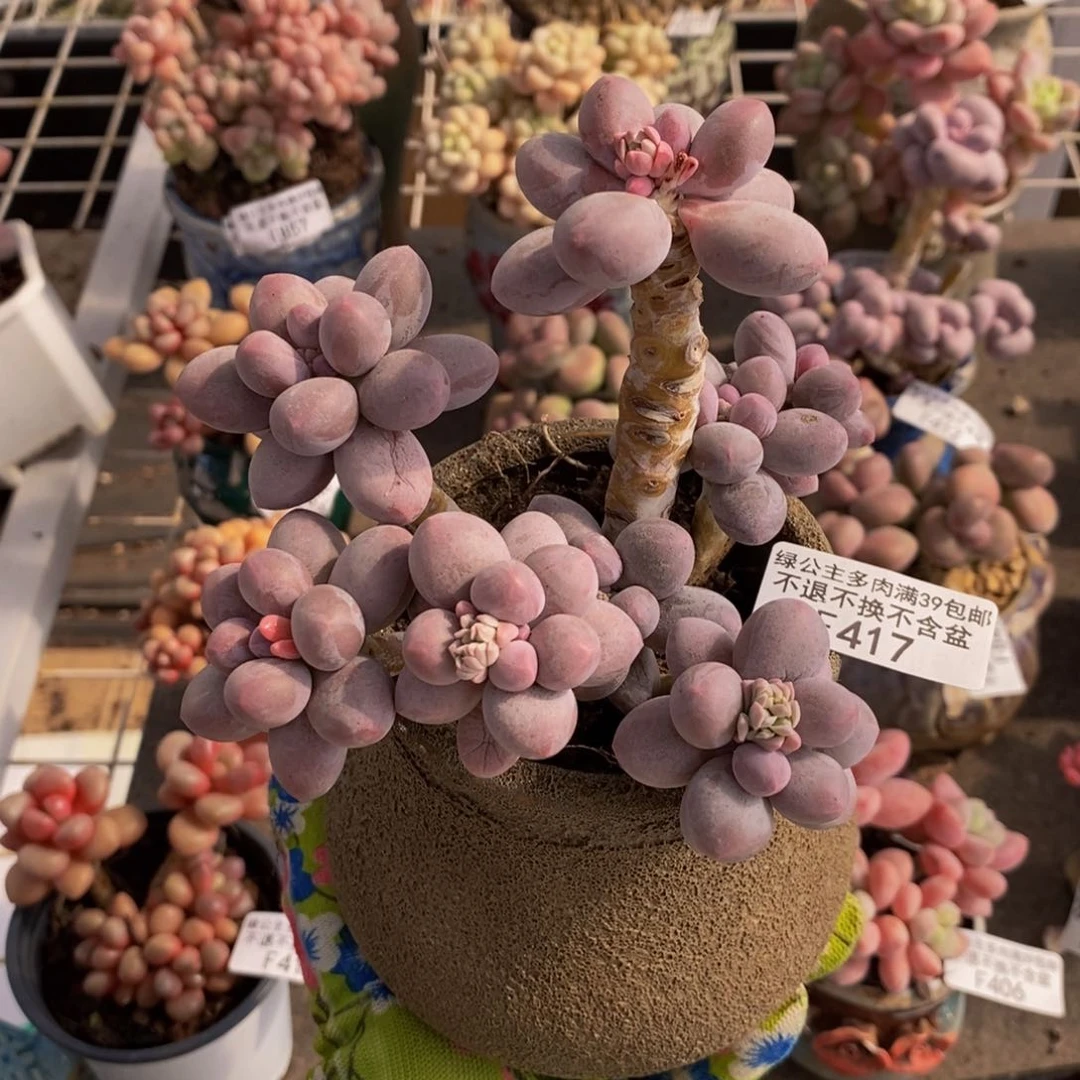 香水手指417/10c m