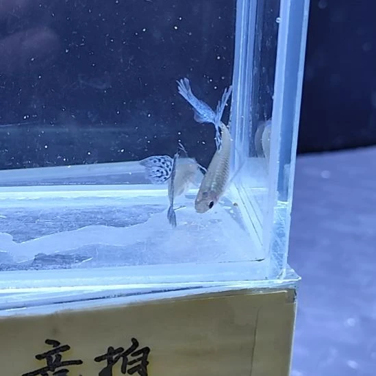 孔雀鱼25蓝草大C两条母