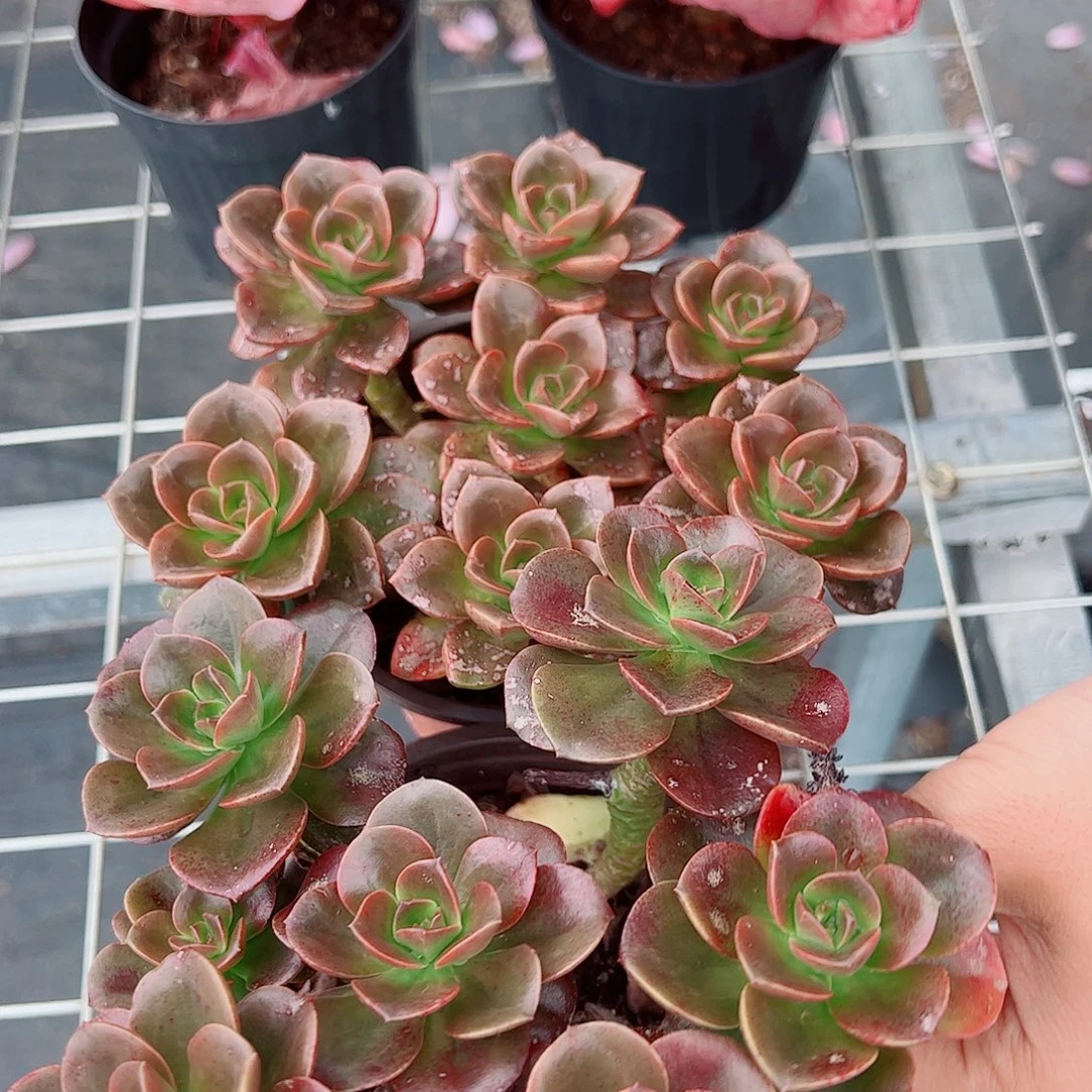 巧克力玫瑰多头群生老桩