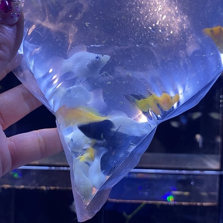 孔雀鱼9.9元10条三色玛丽球