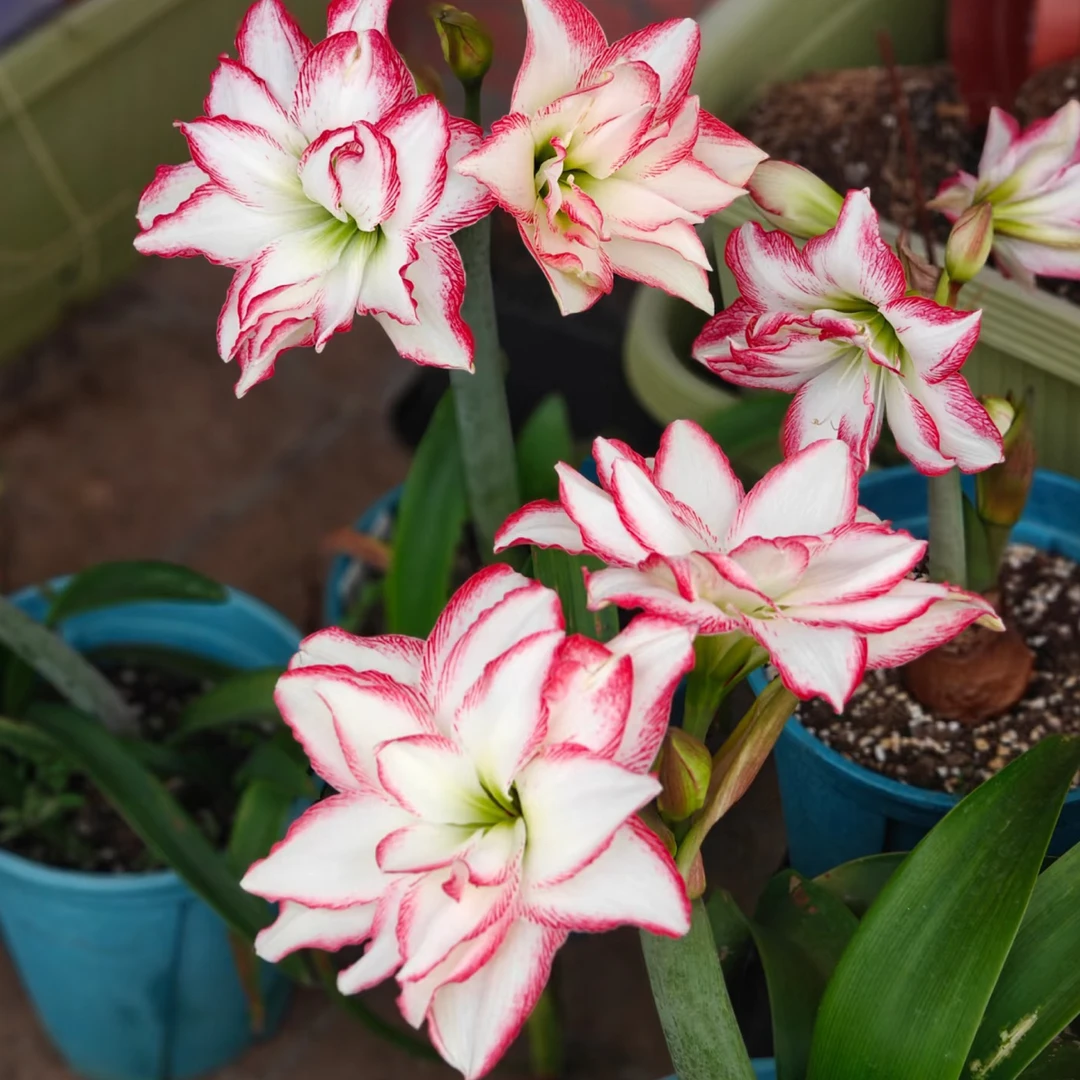 天天朱顶红/海潮之声台朱进口朱顶红基地球高品质花卉