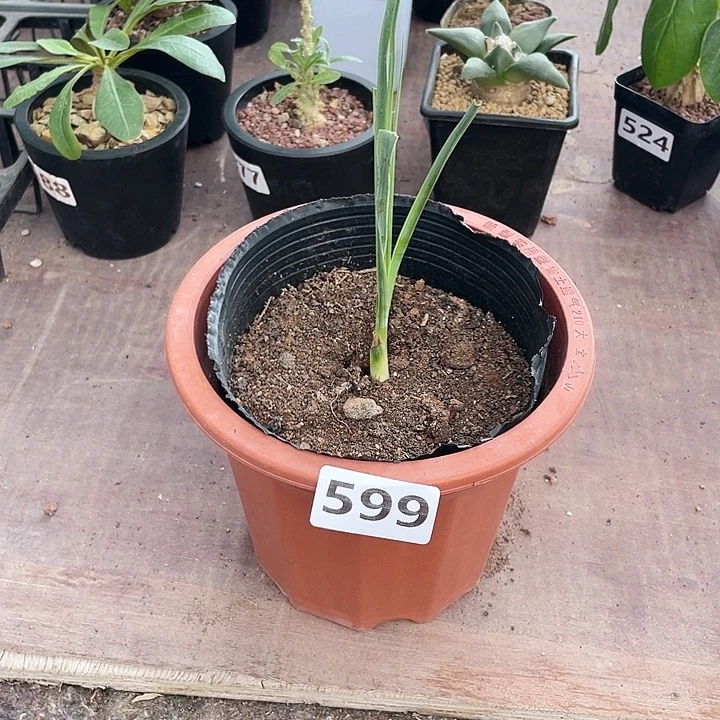 禅***定599鸟喙丝蓝稻草人