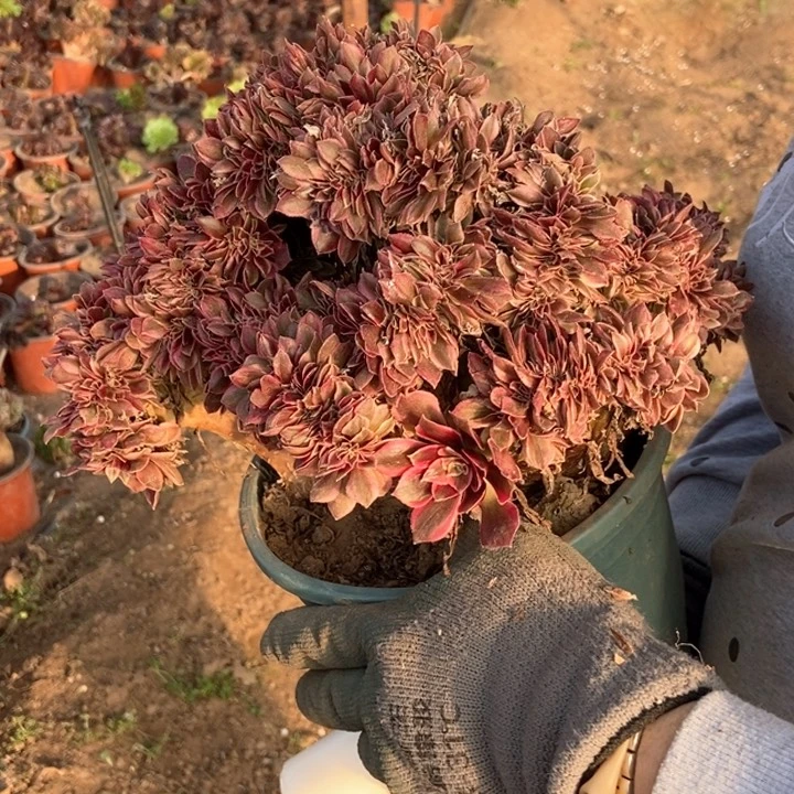 老*石748男神缀化老桩