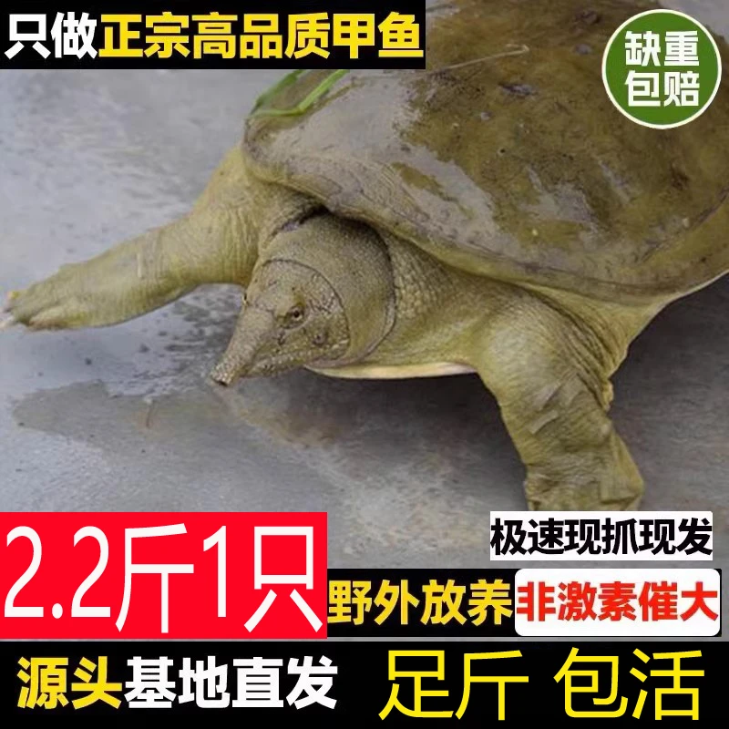 【鲜活甲鱼 包活送到】2.2斤 鲜活食用大甲鱼活体鲜活水产品水鱼