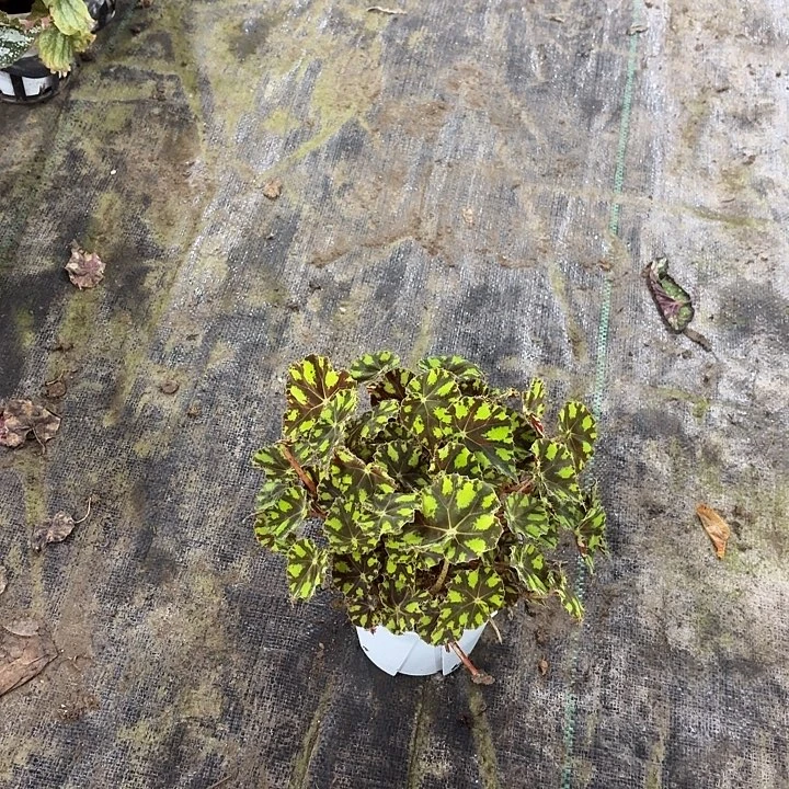 完全开放虎斑秋海棠